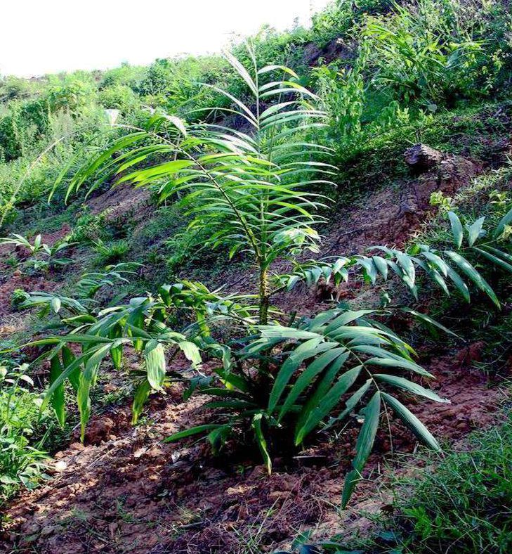 wei)是棕榈科,省藤属攀援 a target="_blank" href="/item/藤本