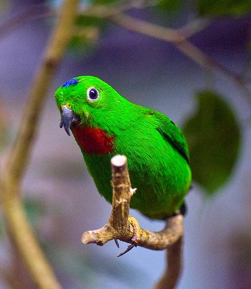  p>蓝冠短尾 a target="_blank" href="/item/鹦鹉/359436" data