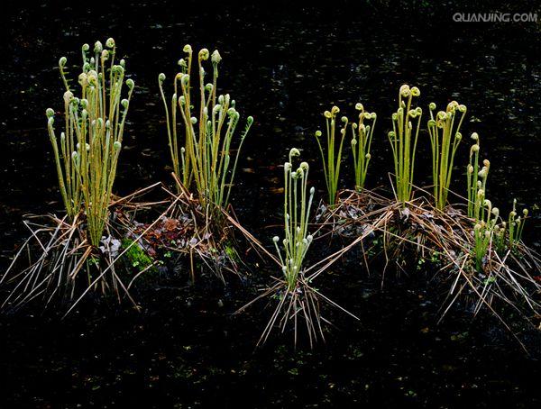 callipteris esculenta (retz.) j. sm. ex moore et houlst.