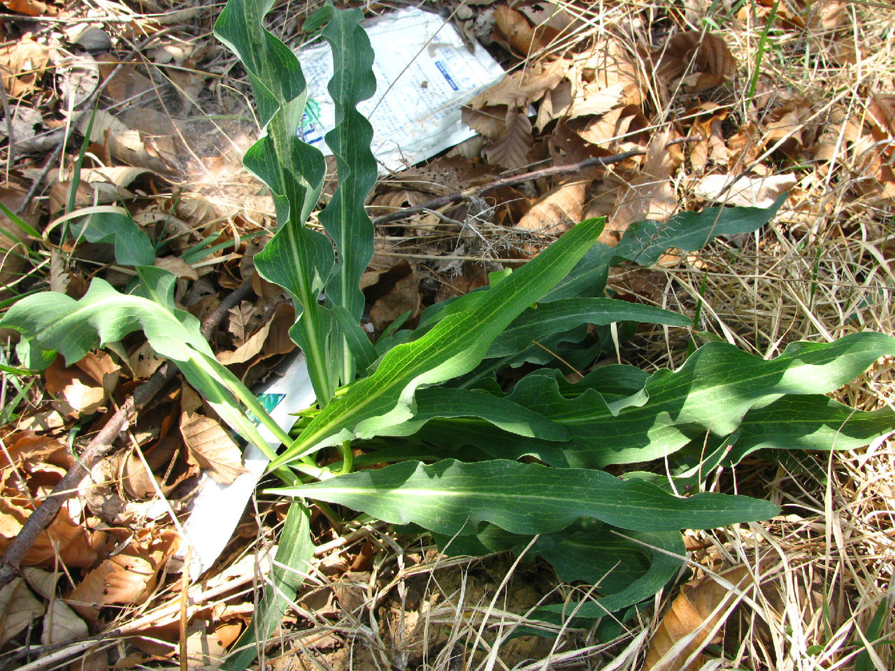  p>老虎嘴,桃叶鸦葱:多年生草本.