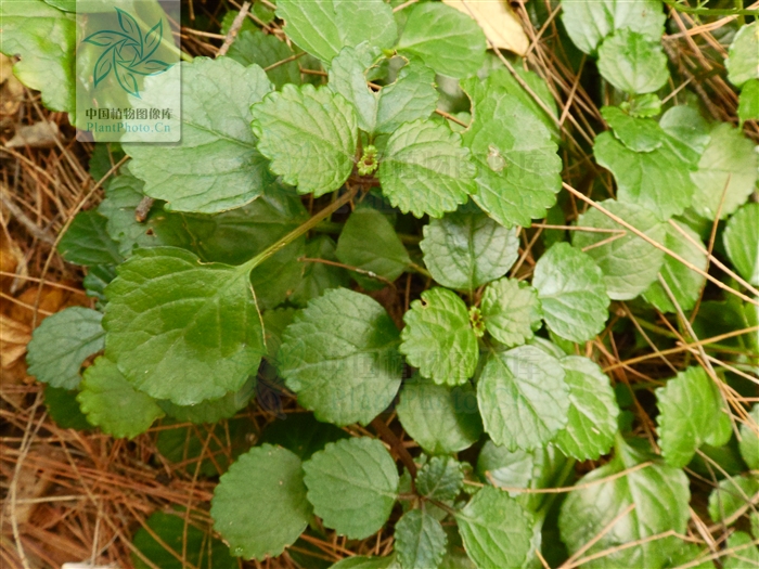  p>日本活血丹(学名:glechoma grandis (a. gray) kupr.