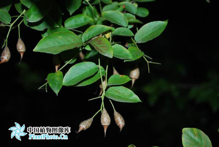  p>秤锤树(学名: i>sinojackia xylocarpa hu /i>)是安息香科,秤锤树