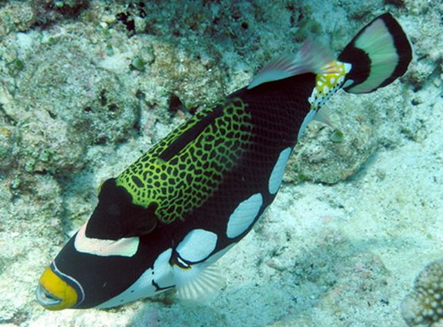  p>花斑拟鳞鲀(学名:balistoides conspicillum):俗名 a href="#"