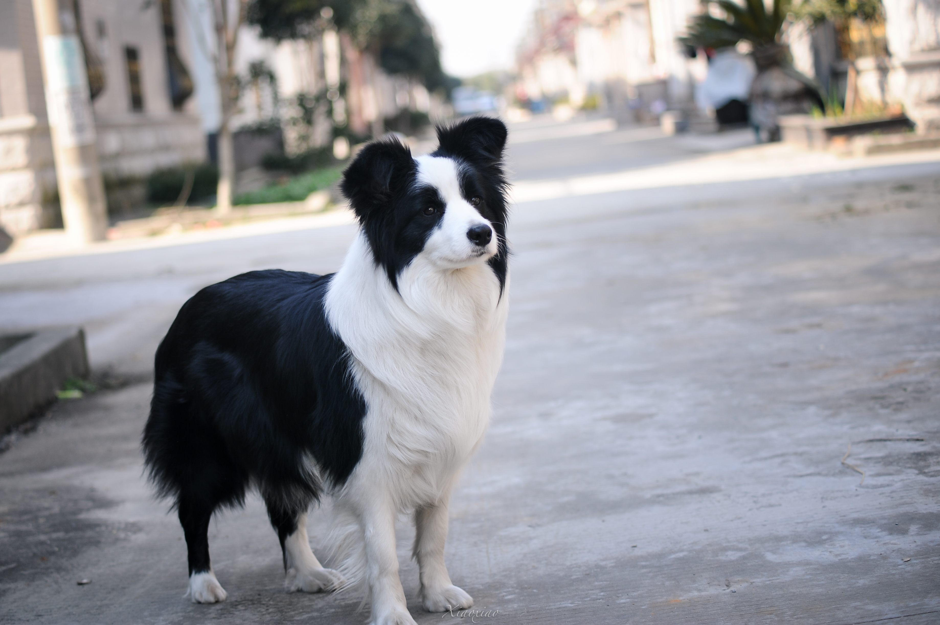  p>边境牧羊犬(英文名:border collie)是一种牧羊犬,为 a target="