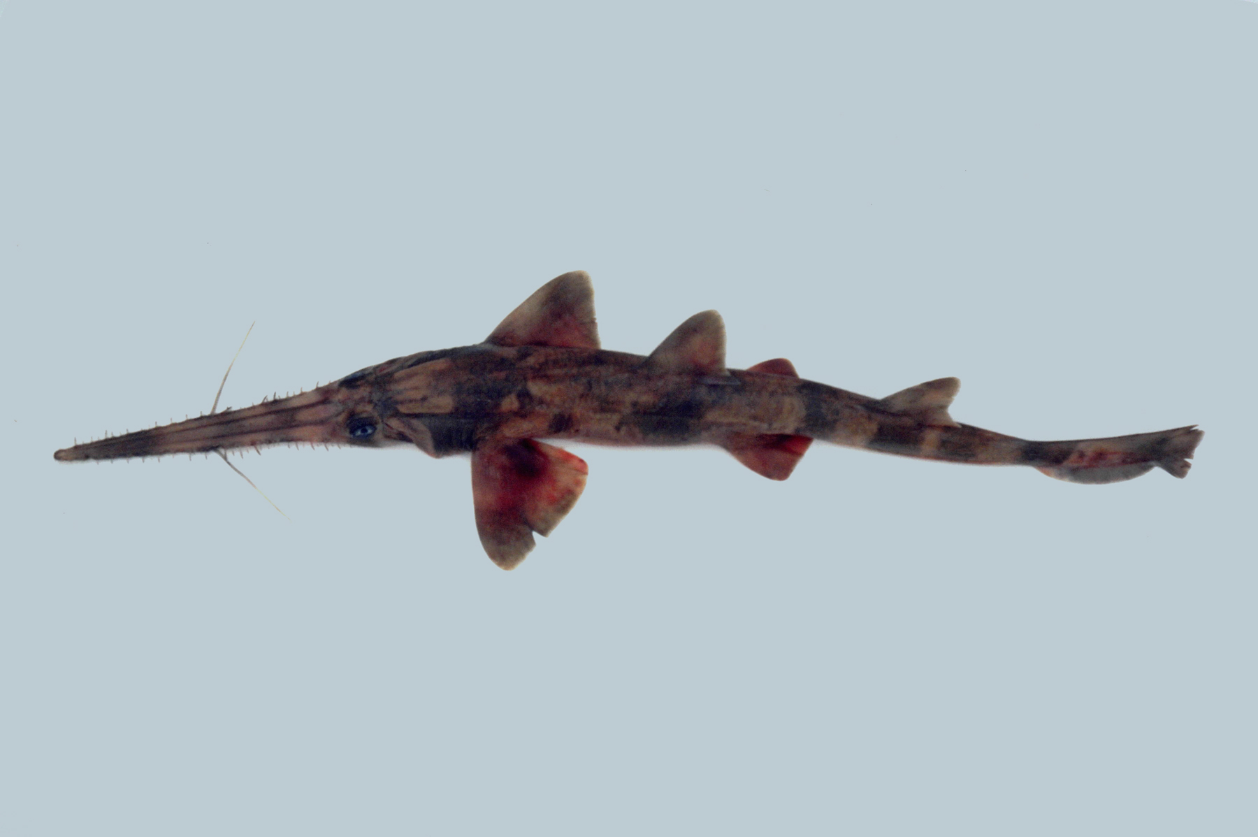  p>锯鲨科,pristiophoridae,是软骨鱼纲下的一科. /p>