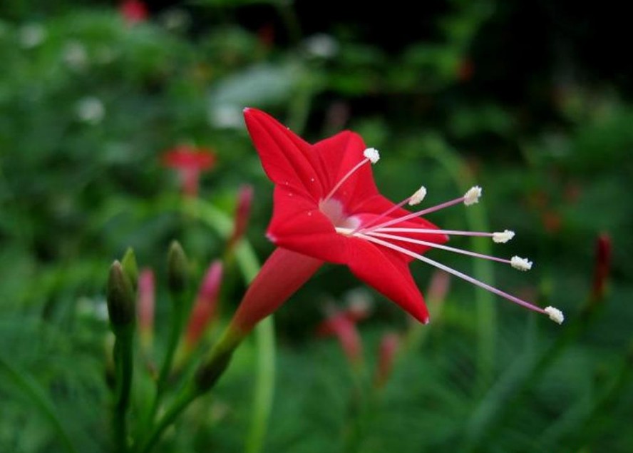  p>茑萝,原产墨西哥,又名密萝松,俗称 a target="_blank" href="/item