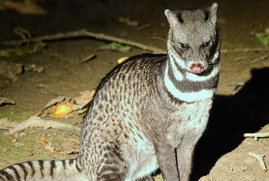 它们不像其他灵猫科般像猫,反而像短小的狗.