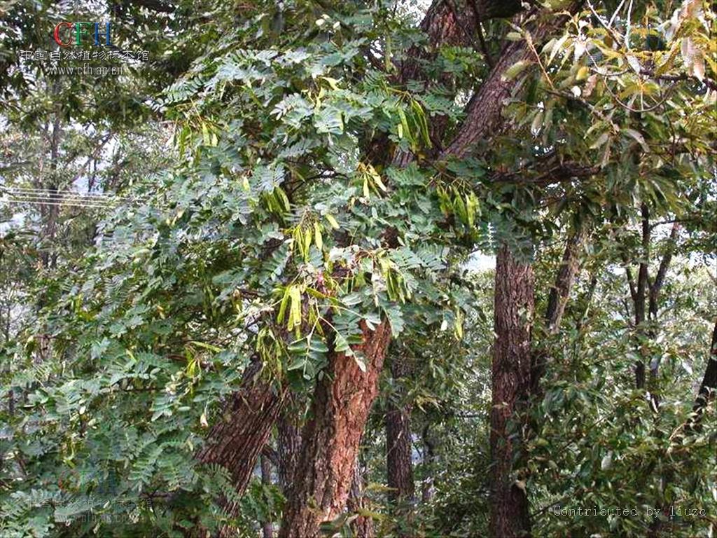  p>山合欢(拉丁学名:albizia kalkora (roxb.