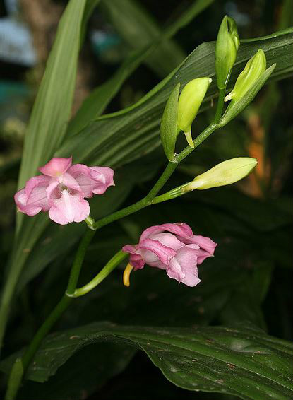  p>紫花鹤顶兰(学名: i>phaius mishmensis /i>  (lindl.et paxt.