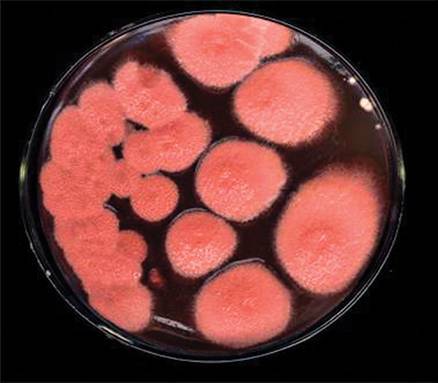  p>紫红曲霉( i>monascus purpureus /i>)是一种