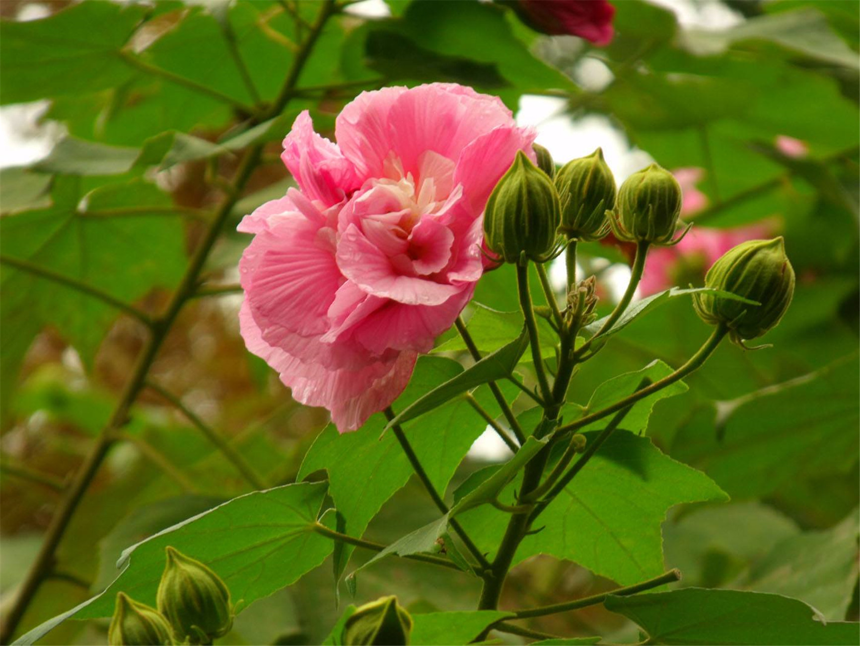 木芙蓉