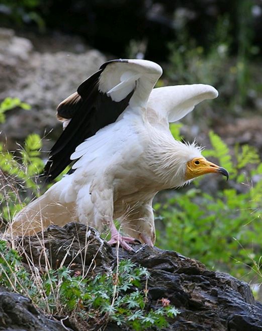  p>白兀鹫(学名: i>neophron percnopterus /i>):也叫 a target="