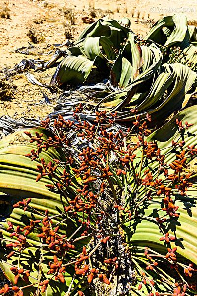 f.)是百岁兰科百岁兰属植物.