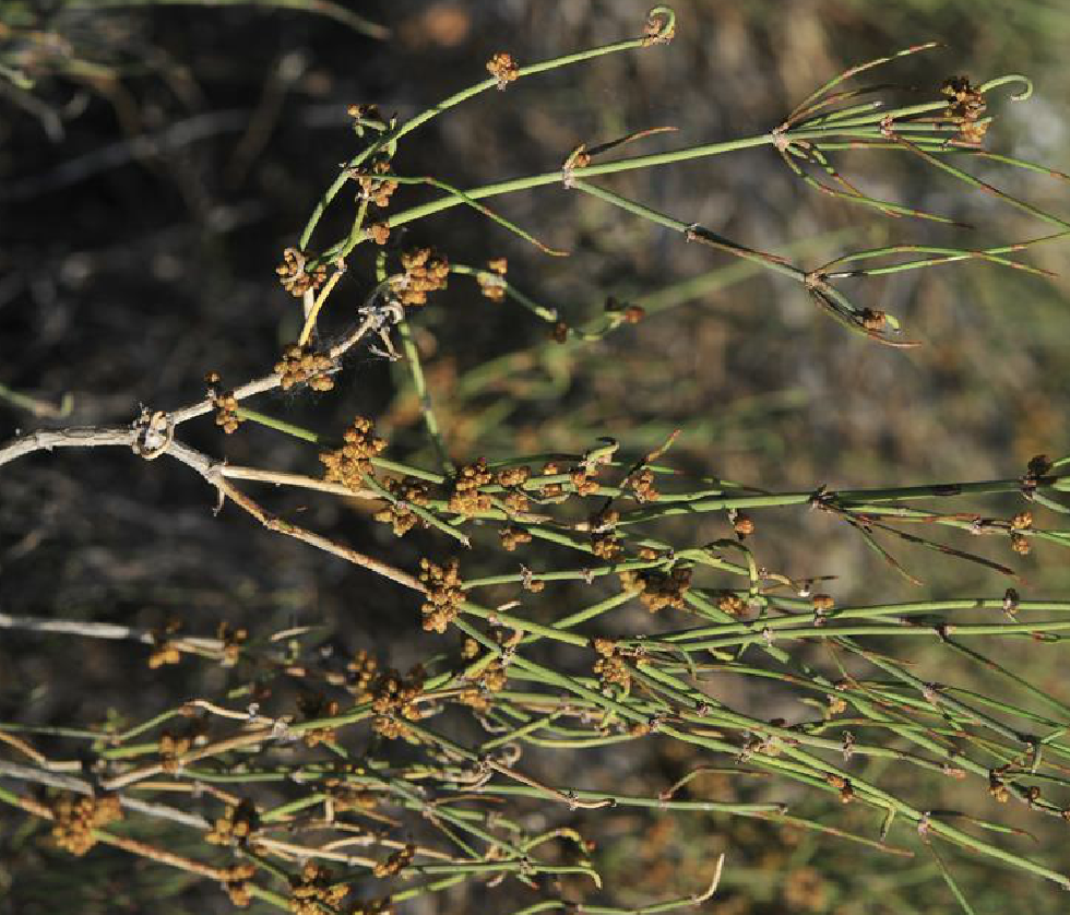  p>膜果麻黄(学名: i>ephedra przewalskii /i> stapf)是麻黄科麻黄属