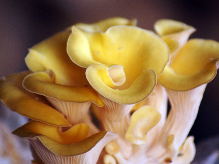  p data-id="gnwoo1f1r0">黄蘑菇也叫 a targe