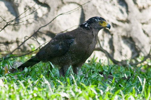 hewi6toh">蛇雕是鹰形目鹰科蛇雕属鸟类,又称蛇鹰,白腹蛇雕,冠蛇雕