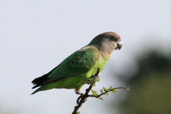  p>棕头鹦鹉(学名: i>poicephalus cryptoxanthus /i>)是典型的 a