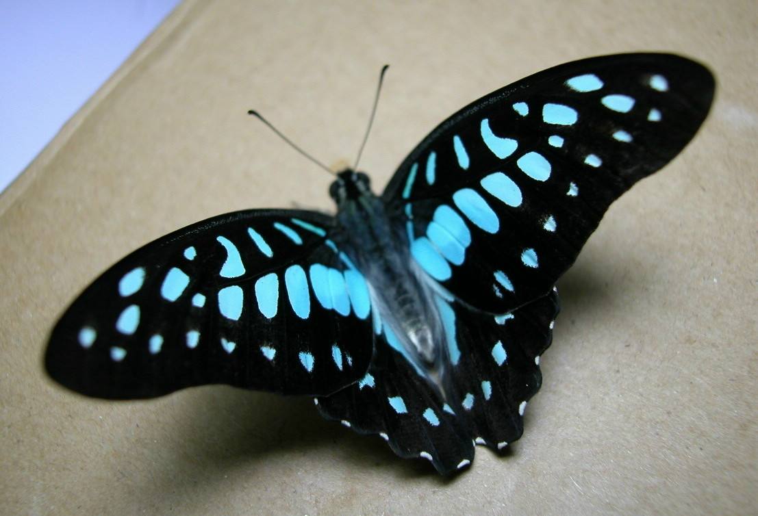 这种蝴蝶飞翔的时候姿态优美,在阳光的照耀下显得 a href="#" data