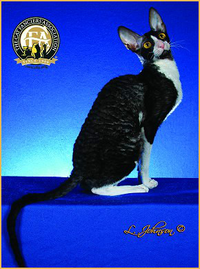  p data-id="gnwh2uwl1i">柯尼斯卷毛猫(cornish rex),是源出于 a