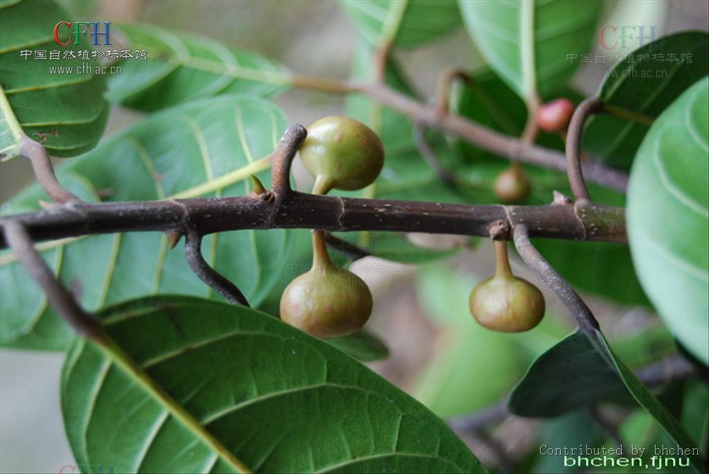 ficus nervosa heyne ex roth
