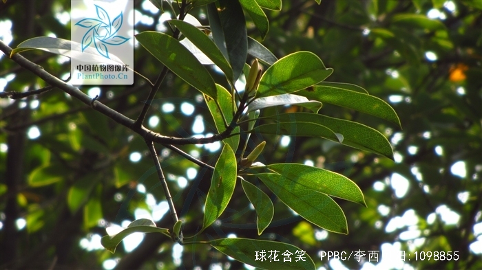 球花含笑的树姿优美,花香宜人,树叶,聚合果亦