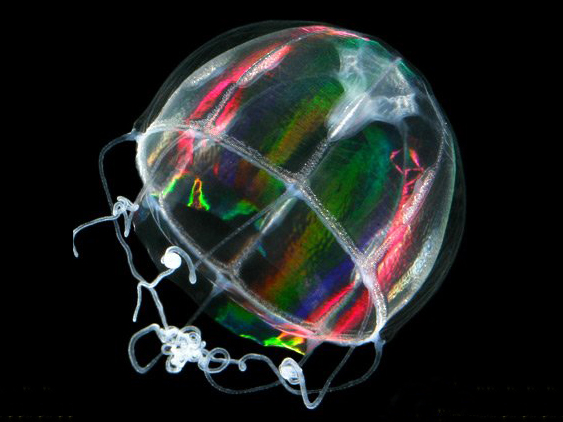 id="3031572">浮游生物 /a>,包括刺丝胞动物,钵水母纲,十字水母纲