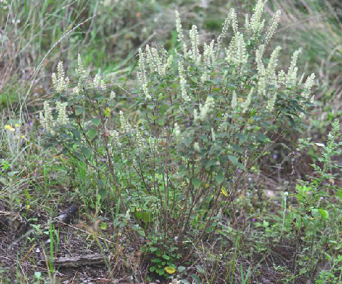 elsholtzia rugulosa hemsl.