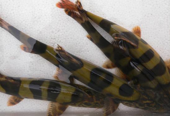  p>长薄鳅(学名: i>leptobotia elongata /i>)为鲤形目鳅科薄鳅属的