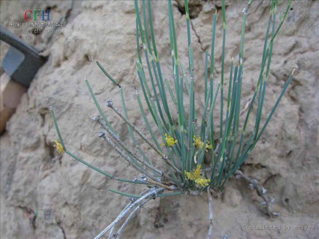 data-lemmaid="2950645">麻黄科 /a>草本状灌木植物,高20-40厘米