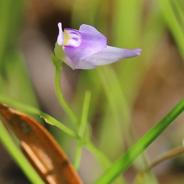  p>短梗狸藻(学名:utricularia caerulea),又称长距挖耳草,折苞挖耳草