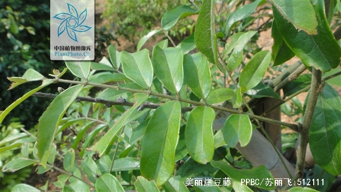 美丽崖豆藤