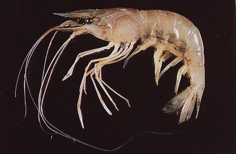  p>洁白长臂虾是一类长臂虾科,长臂虾的水生动物. /p>