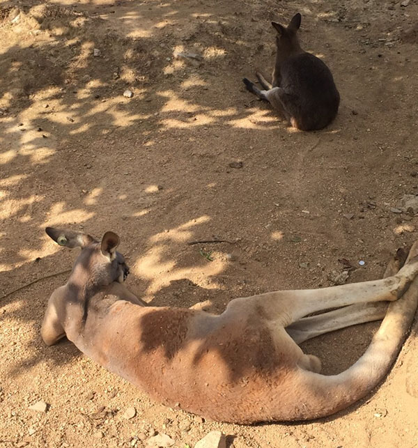  p>临沂动植物园(linyi animal and botanical garden)始建于1999年