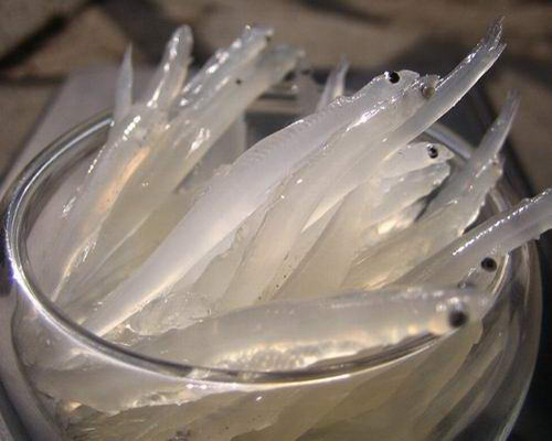 五河自古盛产银鱼,其中五河天井湖银鱼因具有独特金眼圈而久负盛名