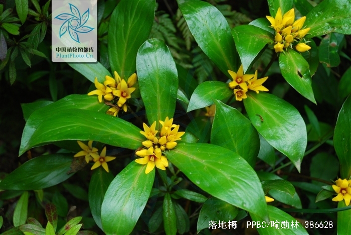 lysimachia paridiformis franch.