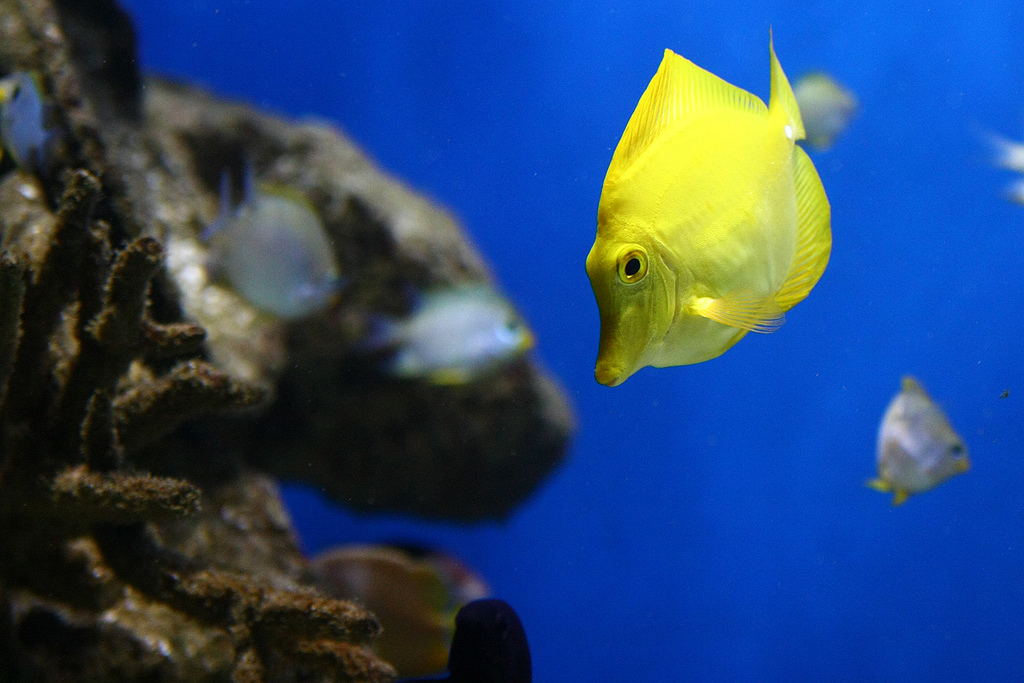  p>黄高鳍刺尾鱼(学名: i>zebrasoma flavescens /i>)其体卵圆而侧扁