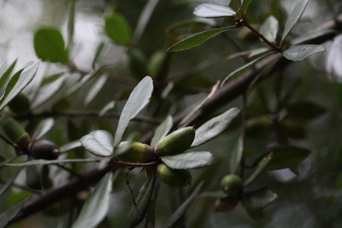 gray)是 a>壳斗科, /a> a>栎属 /a>常绿 a href="#" data-lemmaid="