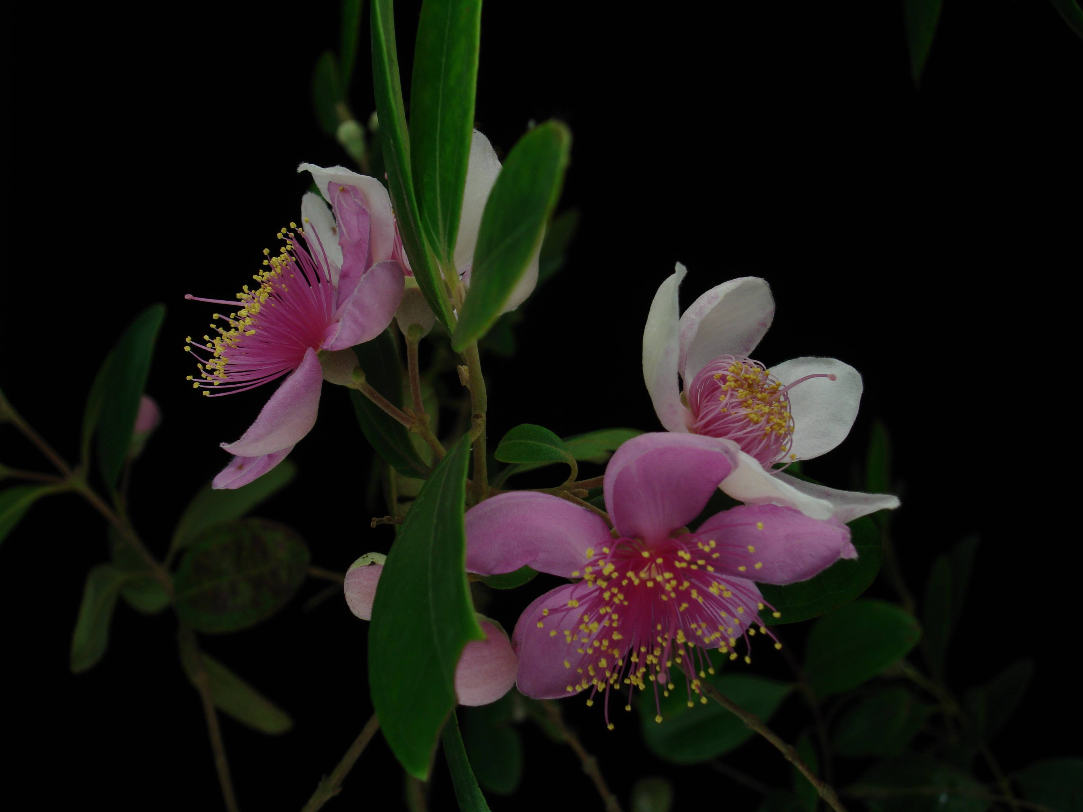 (拉丁学名: i>rhodomyrtus tomentosa /i>)是桃金娘科,桃金娘属灌木