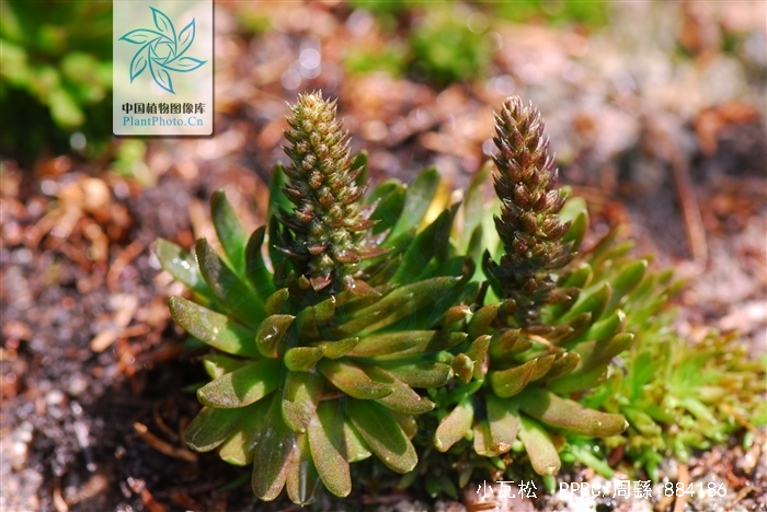  p>小瓦松〔学名: i>orostachys minutus /i> (kom.