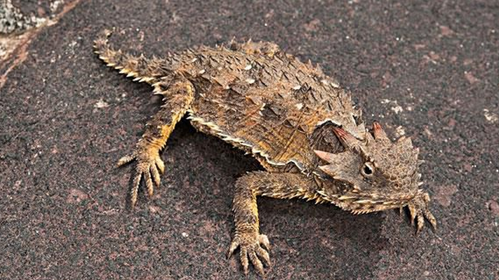 coronatum blainvile,别名冠状角蜥,英文名horned toad,horned lizard