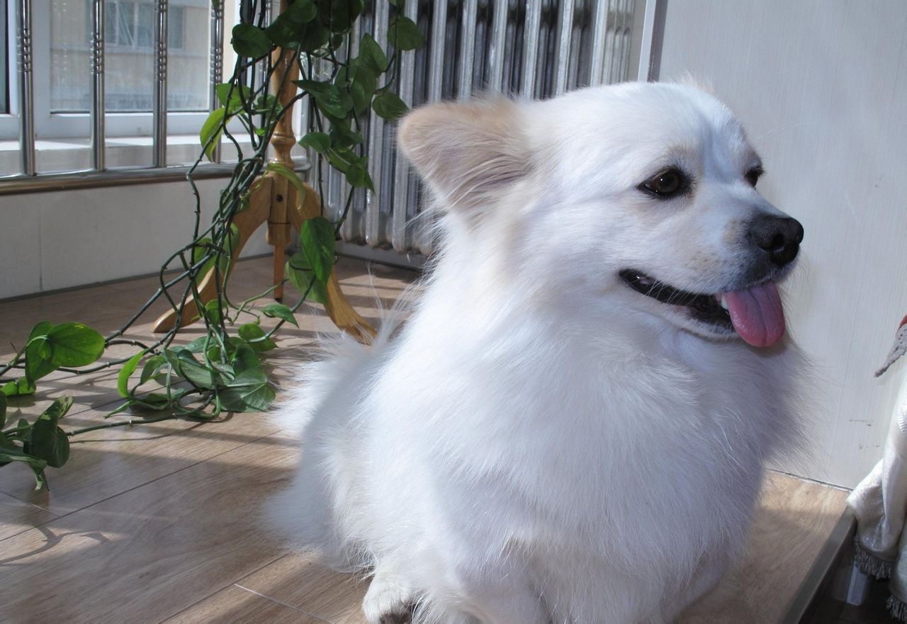 小型德国狐狸犬