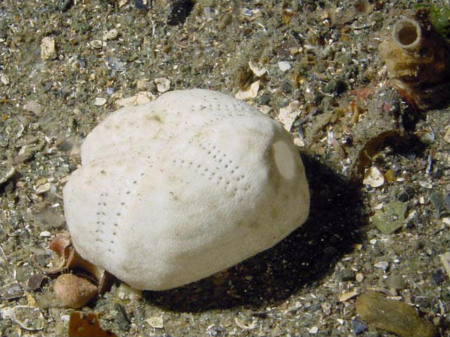  p>马铃薯海胆(学名: i>echinocardium cordatum /i>):是一种普通的 a