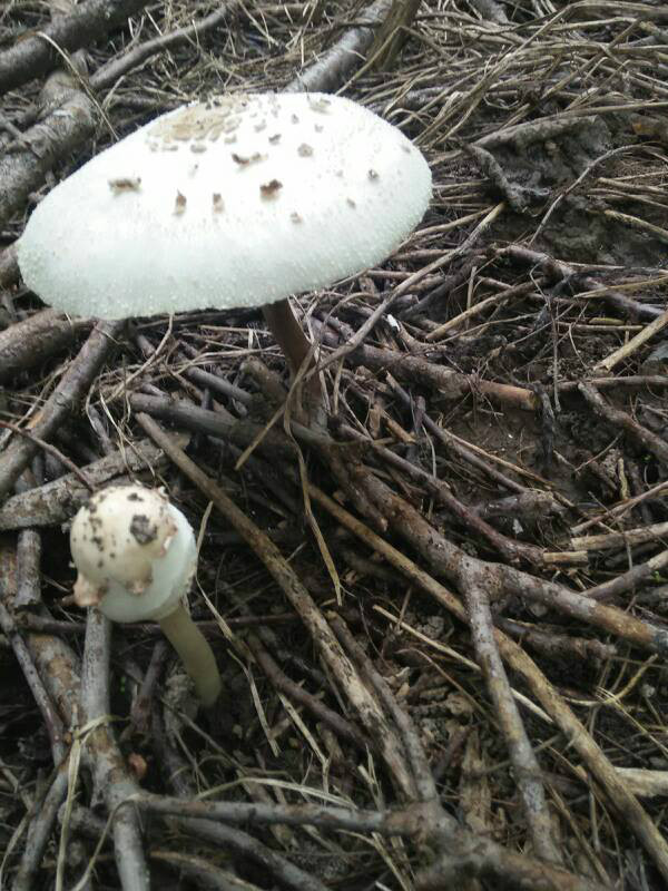  p>壳皮大环柄菇菌肉白色,后变黄色,无气味.