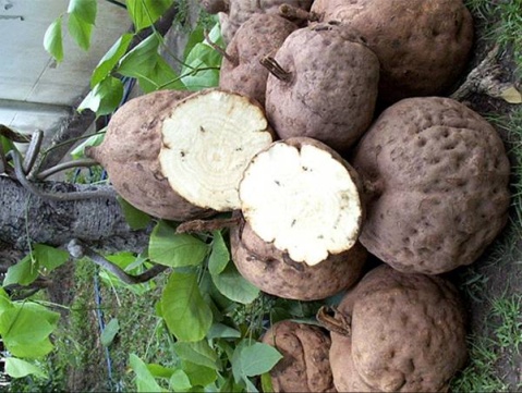  p>瑞士乳果为珍稀野生保护植物,为豆科豆科葛属植物的根块,大约占