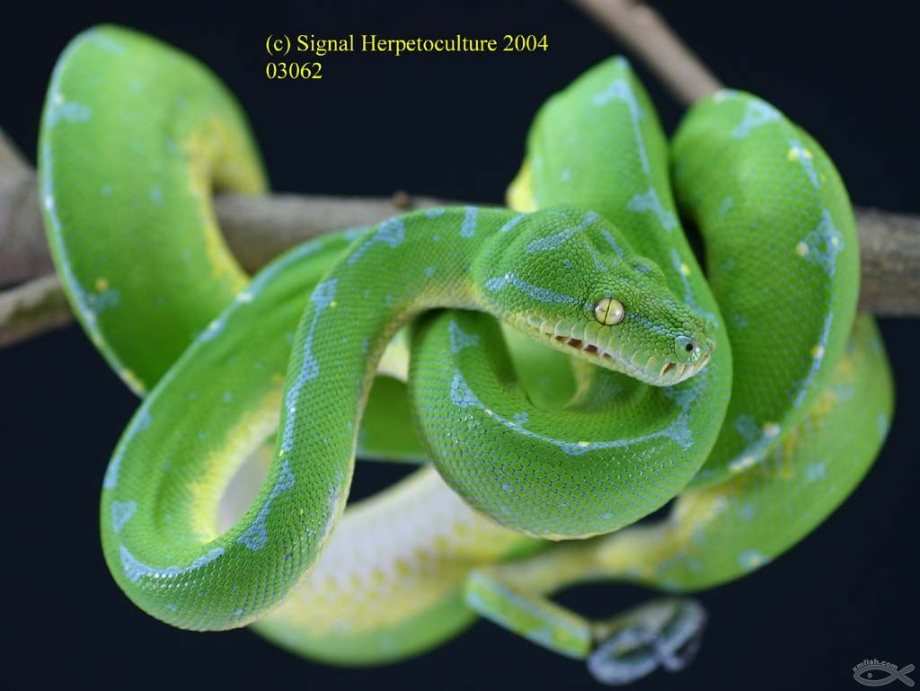  p>绿树蟒 i>(学名:chondropython viridis) /i>产于新几内亚,印度尼