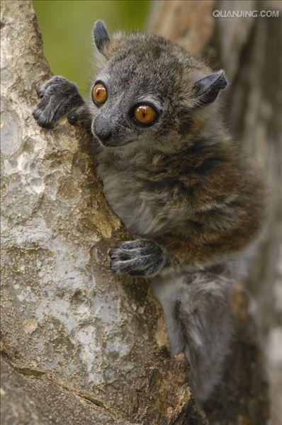  p>白足鼬狐猴也叫 a href="#">白脚猴 /a>,素有" a href="#">拳击猴 