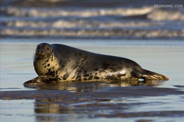 灰海豹