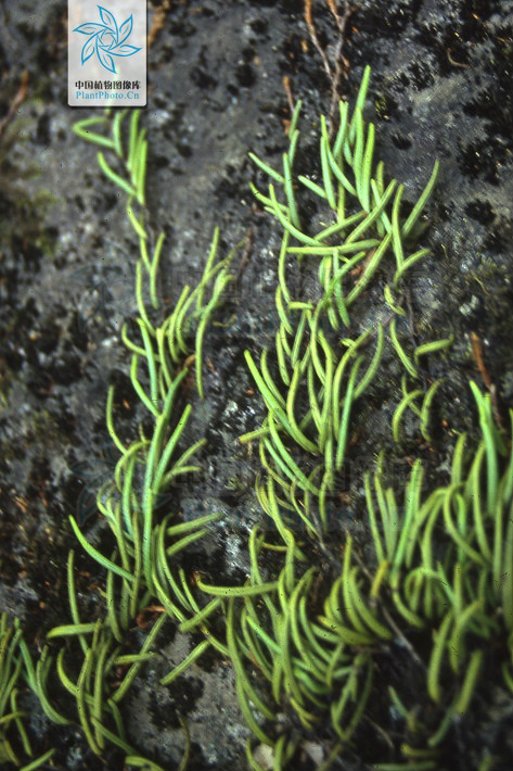 根状茎细长横走,密被鳞片;鳞片卵状披针形,长渐尖头,边缘具细齿,红
