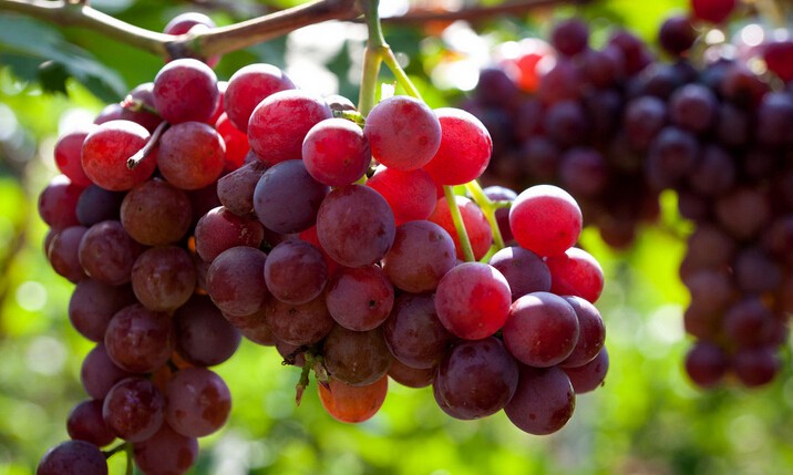 href="/item/延庆县/802358" data-lemmaid="802358">延庆县 /a>特产