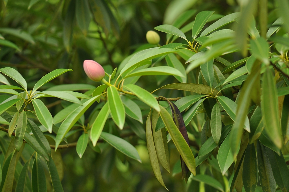  p>乳源木莲(学名: i>manglietia yuyuanensis   /i>law)是木兰科